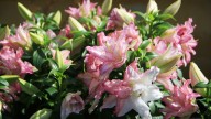 IMG_8865 копия