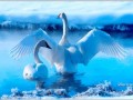 Коллаж Анимация от tane4ki 777 "Белые лебеди"