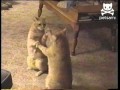 Boxing kitty meets his match