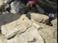 спасение щенков, застрявших под бетоном
