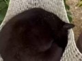 гамак для котика
