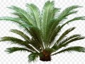 kisspng-attalea-speciosa-arecaceae-tropics-tree-5af30e6c490838.4057089315258783802991