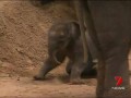Слон толкнул слоненка