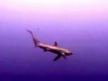 Hunting Strategies of Thresher Sharks: Overhead Tail-Slap