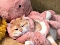 Very rare footage of a cat caught by an octopus