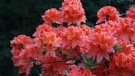 IMG_9942 копия