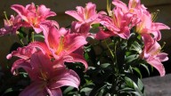 IMG_8872 копия