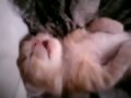 Мама кошка обнимает котенка