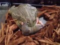 Гигантская лягушка пожирает крысёнка