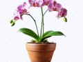 pngtree-blooming-orchid-in-terracotta-pot-png-image_15538509