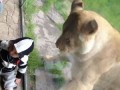 Lion tries to eat baby PART 2.MOV