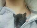 лютик 1