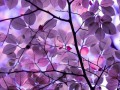 purple-leaves-texture-blur-l8wg-1024x576-MM-90