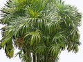 _yapfiles.ru_yapfiles.ru