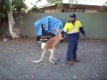 Мужик подрался с кенгуру на улице в Австралии