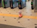 Поросенок на мяче в метро