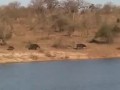 Буйволы против львов и крокодила