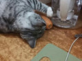 Кот сошел с ума
