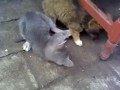 Щенок против котенка