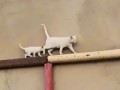 Кошка с котенком идут по трубе