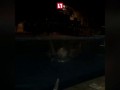 В Краснодарском крае четверо парней закидывают кота в бассейн и не дают ему выбраться