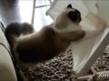 Timo The Cat And His Hammock Experiences (compilation)