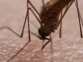 How Mosquitoes Use Six Needles to Suck Your Blood | Deep Look