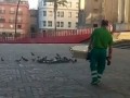 Ловля голубей