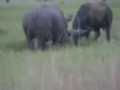 носорог против буйвола