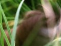World's Deadliest - Stoat Hypnotizes Rabbit