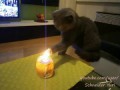 Fire cat / Кот поджигает свою лапу