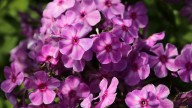 IMG_0037 копия