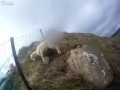 Спасение овцы  в горах Новой Зеландии