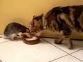 Крыса и кот пьют молоко Rat and cat drinking milk