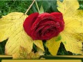 roza_01