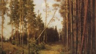 Savrasov_firebreak_pinewood