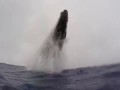 UNSEEN: Whale breach nearly misses swimmer