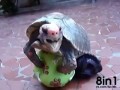 Черепаха занимается любовью с мячиком / penis tortue / Член черепахи