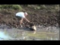 человек спас увязшую в болоте антилопу гну