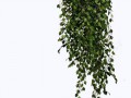 112plantspng_yapfiles.ru копия