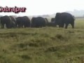 Не дразните слонов