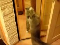 Кошки vs зеркала