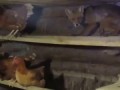 Лиса застукали в курятнике 360p