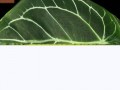 _yapfiles.ru
