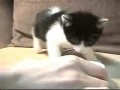 Голодный котенок