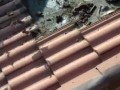 Мыши под крышей