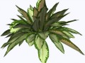 Exots_79