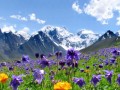 mountain_flowers00017