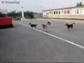 Собаки поют гимн России