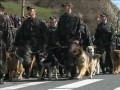 Торжественный пронос собаки на параде